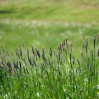 Gėlės ir smilgos, kategorijos nuotrauka