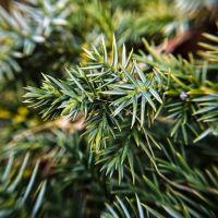 Kadagiai, kategorijos nuotrauka