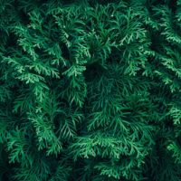 Kiti spygliuočiai augalai, kategorijos nuotrauka