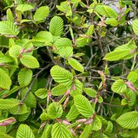 Lapuočiai augalai, kategorijos nuotrauka