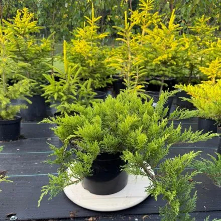 Pamiškės medelynas, Facebook