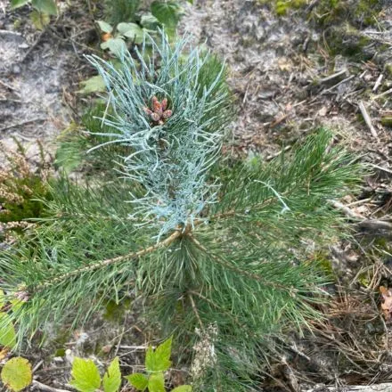 Pamiškės medelynas, Facebook