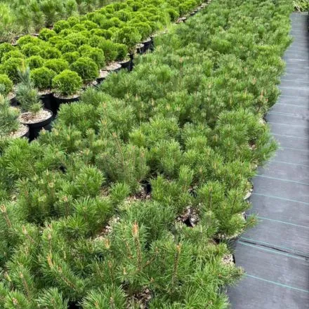 Pamiškės medelynas, Facebook