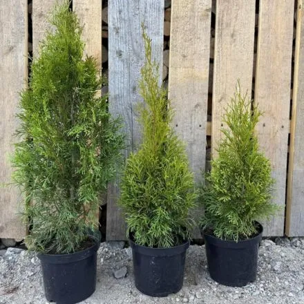 Pamiškės medelynas, Facebook