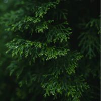 Pamiškės medelynas, Tujos