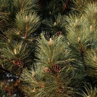 Pušys, kategorijos nuotrauka